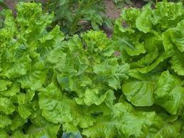 Petite salade d'été